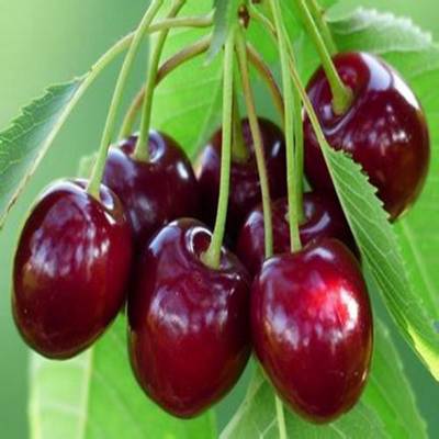 ӣ عӦռľӣ ӣ ȫ