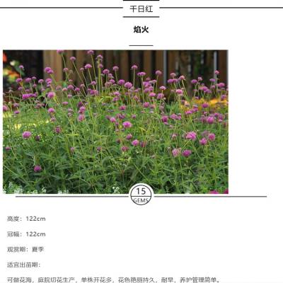 时令草花品种 常年开花 多色系规格全 适合组摆 兴东