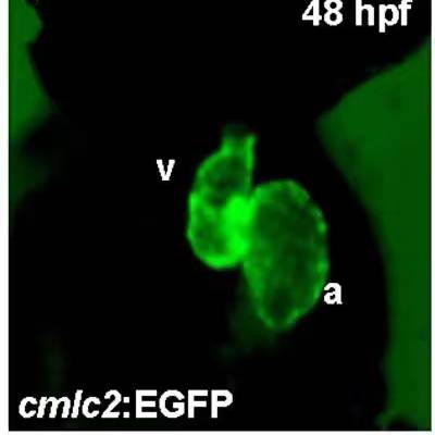 心脏转基因斑马鱼Tg(cmlc2:eGFP)转基因斑马鱼