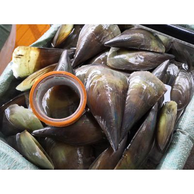 广西北海带子山东带子批发供应