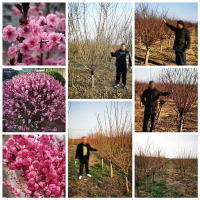 红梅花庭院观赏种植 5公分骨里红梅 5公分红梅花庭院观赏种植工程球