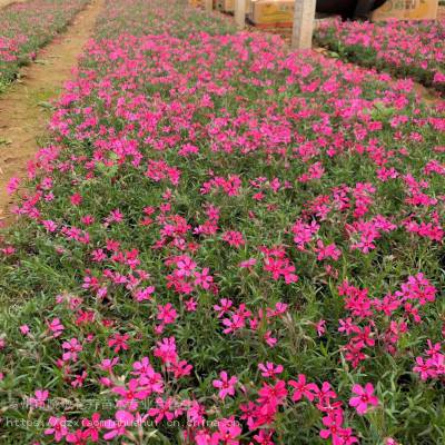 山东芝樱批发销售 芝樱花海小苗