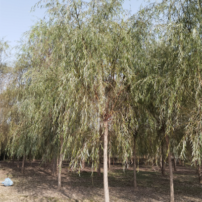 河南漯河柳树出售-9公分柳树-包装车-提供种植技术