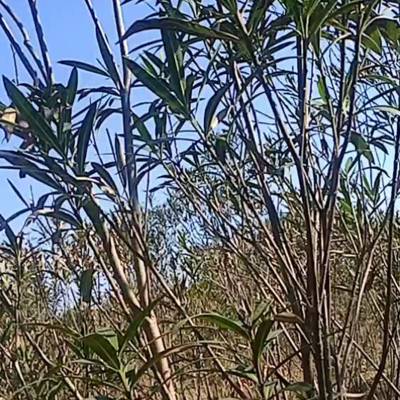 湖南长沙多个分支夹竹桃树苗基地 3-5个分支的红色夹竹桃苗木优价供应
