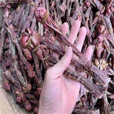 狗鞭用法用量/狗肾功能主治/广狗肾药用价值