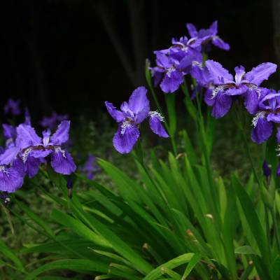 河北保定绿化水生花卉紫花鸢尾水生植物水养花卉价格 中国供应商 河北保定绿化水生花卉紫花鸢尾水生植物水养花卉价格 中国供应商