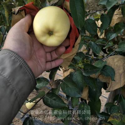 蜜脆苹果苗供应商报价金玉苹果苗需冷量