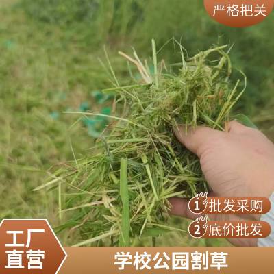 远程遥控割草机 草坪智能除草机器人 轮式果园碎草设备 杂草修剪