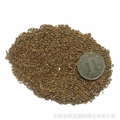 草坪草种子