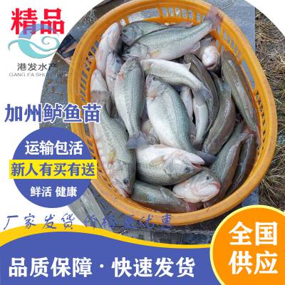 苗场直销加州鲈鱼苗_鱼苗品质***_印江土家族苗族自治县_鲈鱼苗供应价格