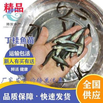 【苗场长期有水花苗 夏花苗供应】丁岁鱼苗 欧洲丁桂鱼苗大量出售