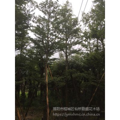 Ӧ8СҶ-Ӧ18СҶʴ-Ӧ20СҶʵ