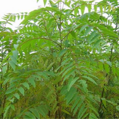 鼻涕梨种苗南酸枣苗种植基地