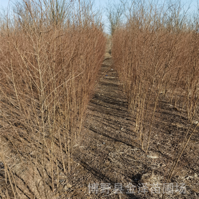 16公分榆树-多种规格-种植基地-远销河南漯河平顶山南阳