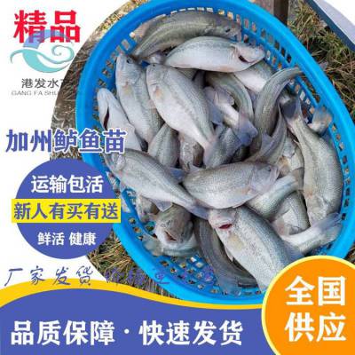 繁殖场大量出售快大优鲈3号鱼苗 鲈鱼水花【严选品质】加州鲈鱼苗新品***