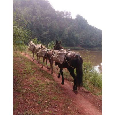 马帮驮队-铜陵爱年骡马运输(在线咨询)-铜陵马帮