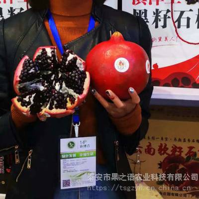 2cm石榴树苗出售、2cm石榴树苗出售