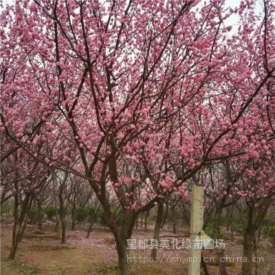 美化缘 庭院盆栽梅花苗 庭院盆栽嫁接杏梅树苗 规格齐全