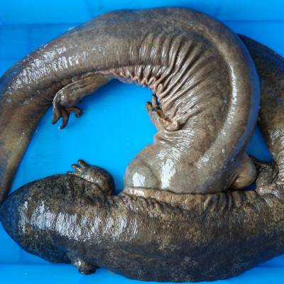 求购娃娃鱼采购娃娃鱼苗娃娃鱼行情大全