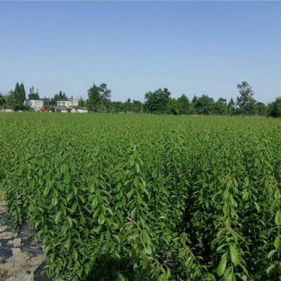 四川凤凰李苗四川凤凰李苗价格四川凤凰李苗生产基地