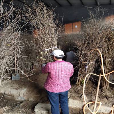 软子石榴苗种植时间 软籽石榴苗*** 来田骏园艺