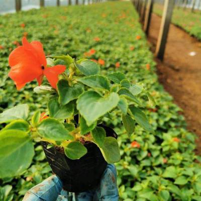 凤仙花卉批发 山东非洲凤仙花卉种植基地 非洲凤仙草花 时令草花工程杯苗 凤仙花卉公园