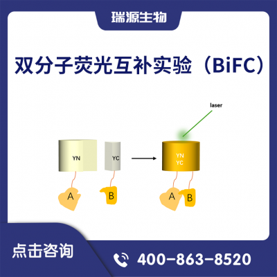 双分子荧光互补实验（BiFC）