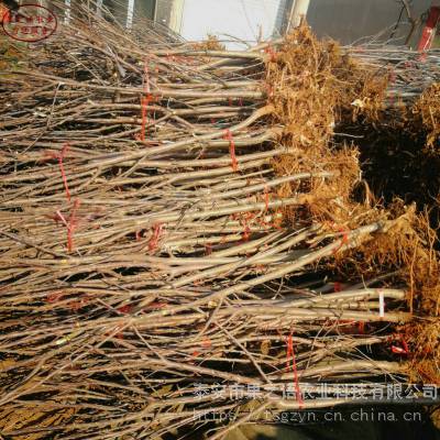 蜜脆苹果苗供应、蜜脆苹果苗供应商