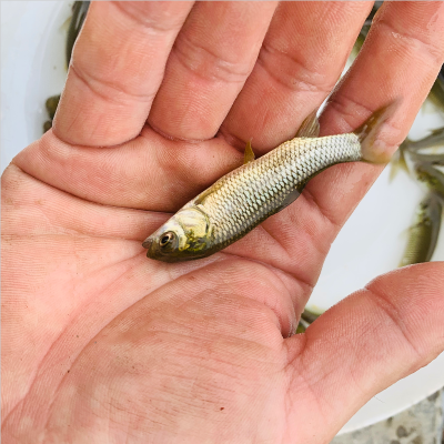 供應淡水1號草魚苗原藍無病鯇魚魚苗