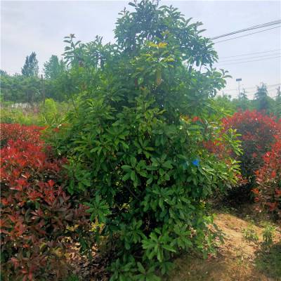 蓬径1.8米本石楠球 常绿灌木中华石楠 椤木石楠树 土石楠