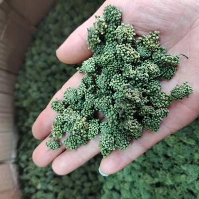 三七花的药用价值三七花一公斤包邮