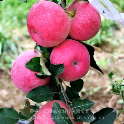 幸黄苹果苗种植优势m7优系苹果苗技术详解