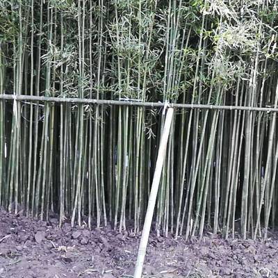 钢竹基地直销2-3公分钢竹出售