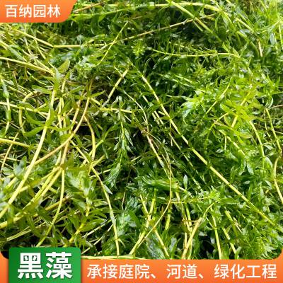 水藻 黑藻 黑藻种植 狐尾藻 各种沉水植物 黑藻多少钱一棵