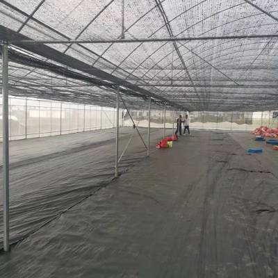景洪钢构蔬菜大棚-钢构蔬菜大棚报价-科创温室大棚(诚信商家)