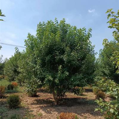 湘西美国红枫18公分公园庭院园林绿化