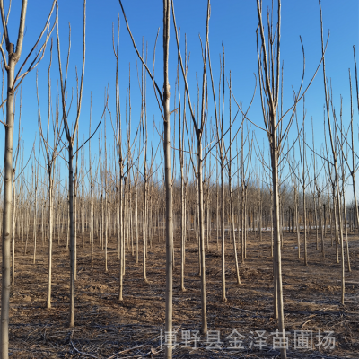 臭椿-无病虫害-苗圃基地-远销广西贺州来宾崇左