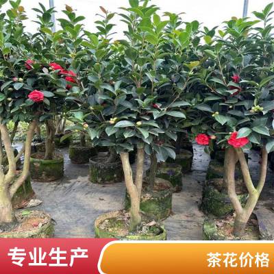 茶花树苗 绿化工程适用 耐冬四季开花 精品树形
