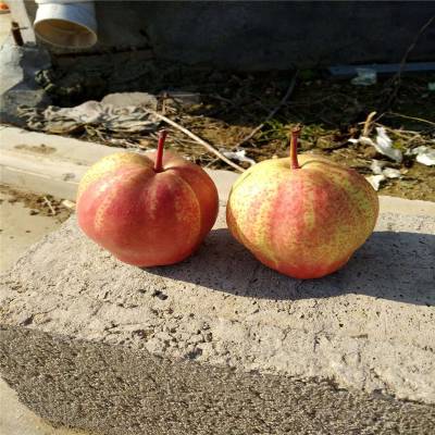 出售梨树苗 规格齐全品种多 2公分带分枝梨树 惠农农业