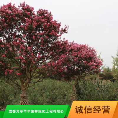成活***百日红紫薇树_速生行道树紫薇树_芳草芊芊紫薇造型行道树批量供应
