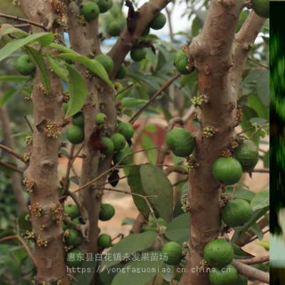 深圳嘉宝果树葡萄果树苗福田嘉宝果树葡萄果树苗南山嘉宝果树葡萄果树苗实物图选苗货拉拉嘉宝果树葡萄果树苗