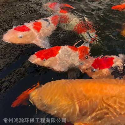 南京市家庭观赏鱼池过滤系统设计 旧鱼池清洗