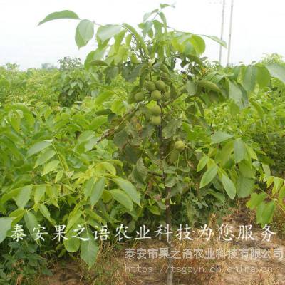 10cm核桃树批发、10cm核桃树报价