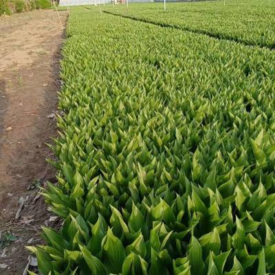 玉簪种植基地 根系发达适应性强 可以做花坛点缀庭院盆栽工程绿化