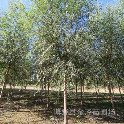 平头旱柳 远销新疆乌鲁木齐 无病虫害 随选随挖