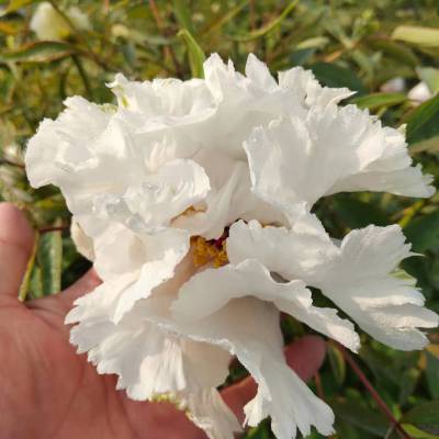 ����ĵ������۸�