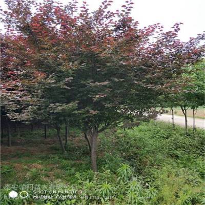 10公分紫叶李 实地查询 帅阳苗木 15公分紫叶李 规模种植