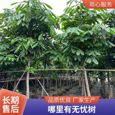 卓绿园艺 12-20公分 精品移植无忧树 工程苗木现挖批发