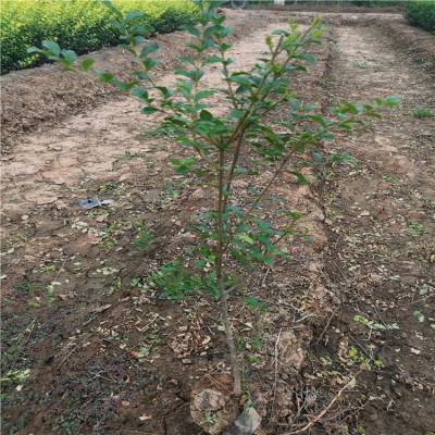 周至苗木批发市场供应-南天竹、绣线菊-西北绿化苗木种植基地