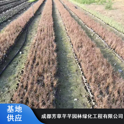 抗寒水生植物粽叶苔草_芳草芊芊披针叶粽叶苔草_绿化工程粽叶苔草绿化苗报价